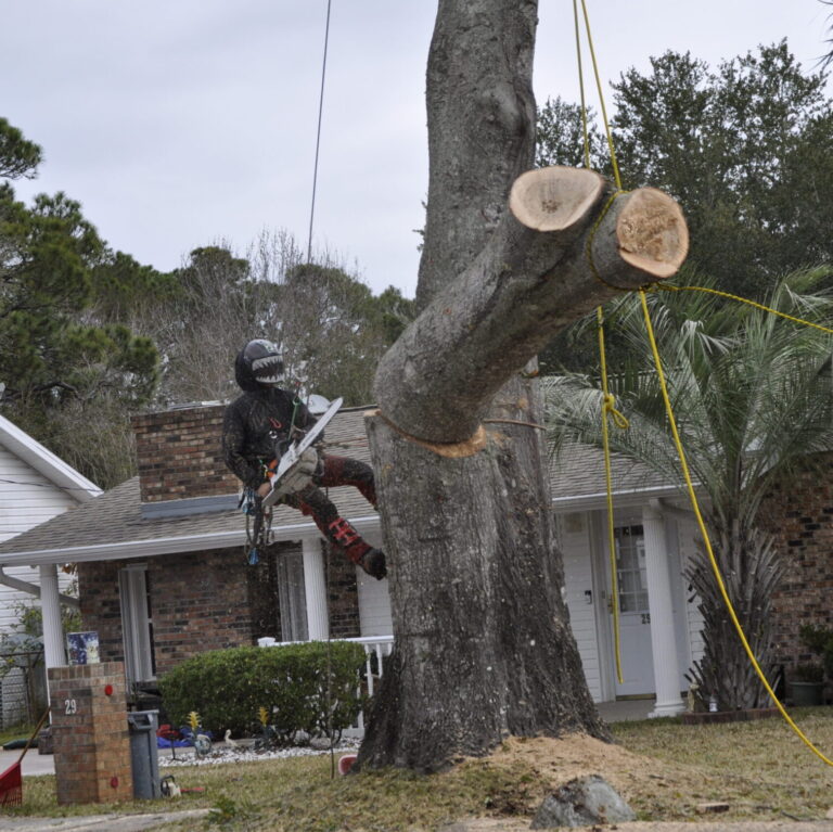 tree removal service from coastal arborworks