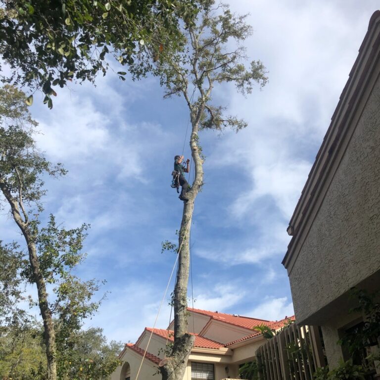 tree service tree removal in shalimar florida