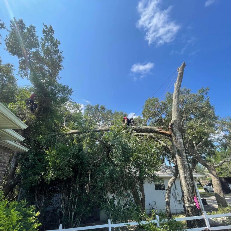 emergency tree work after storm damage