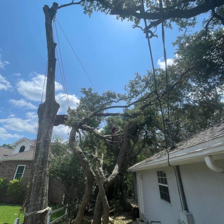 tree failure on house during storm coastal arborworks emergency tree service remove tree from house